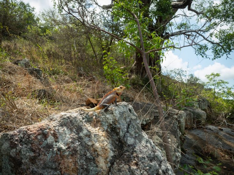 trincomalee-45-1.jpg