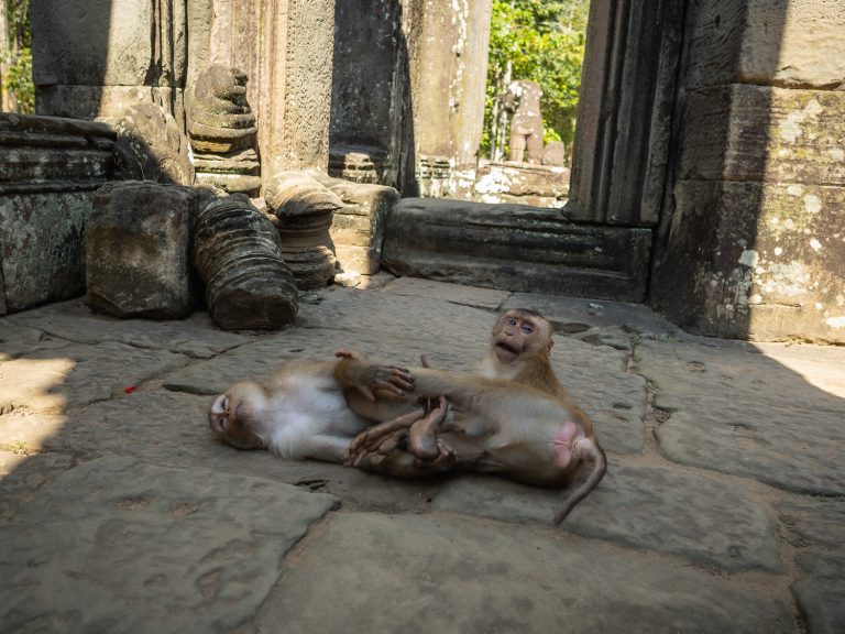 AngkorWat-monkey