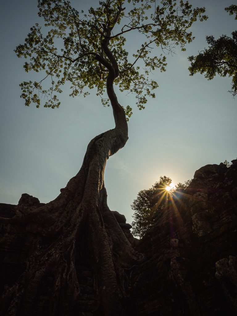 AngkorWat-tree