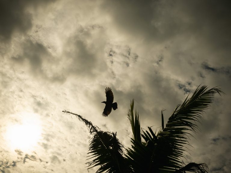 Hikkaduwa-bird