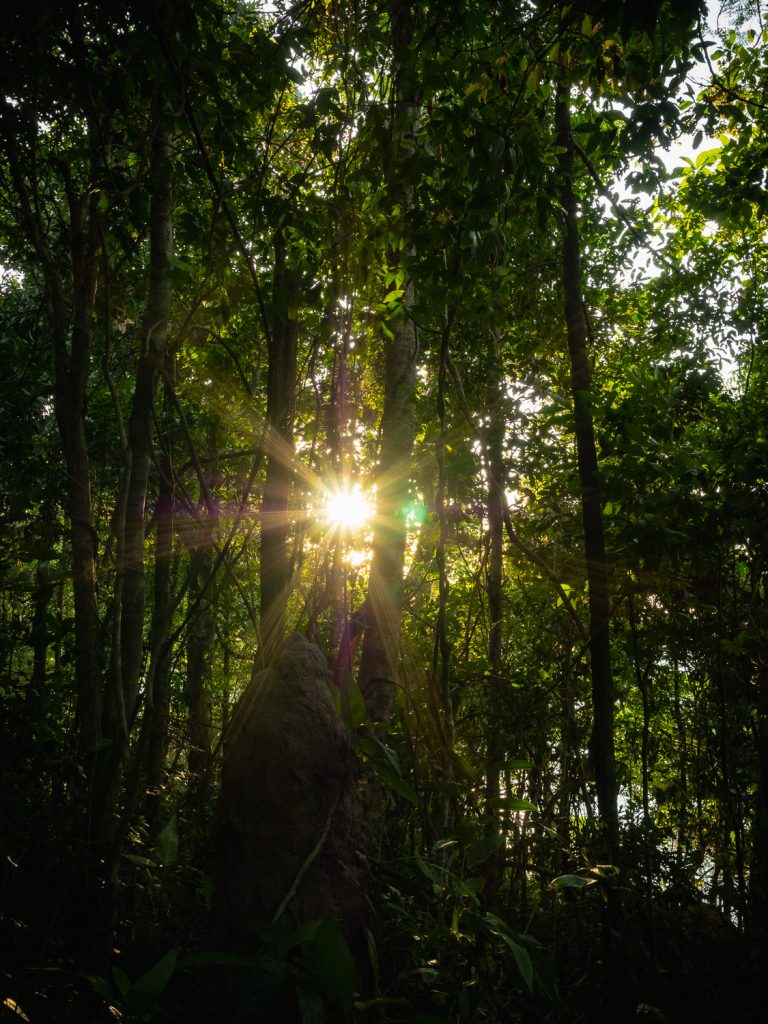 KohRongSamloem-jungle-star