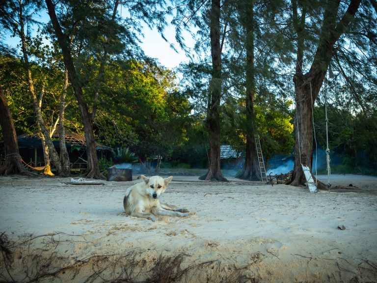 KohRongSamloem-watch-dog