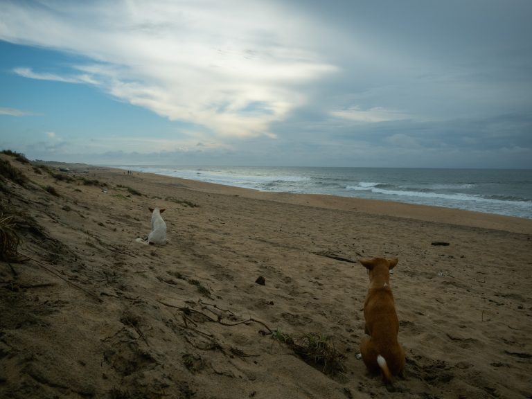 arugambay-morning-dogs