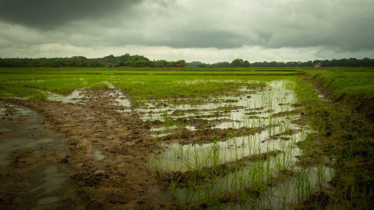 arugambay-ricefields
