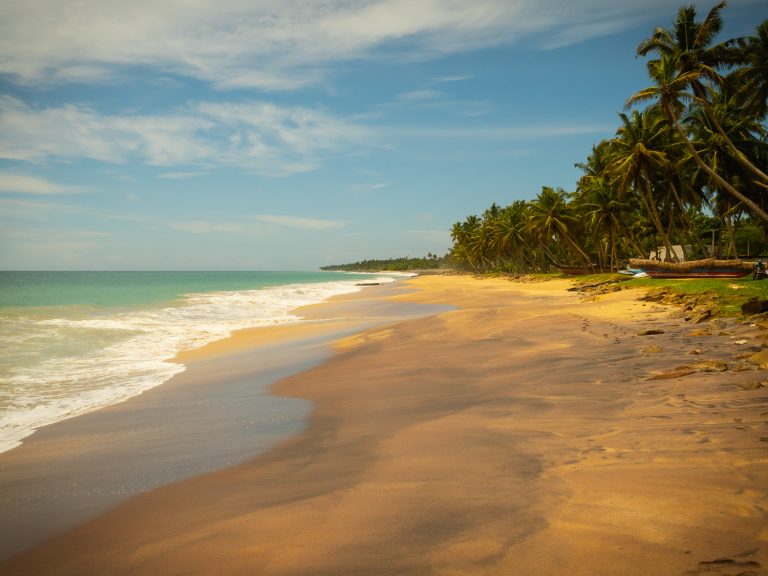 hikkaduwa-beach-palms