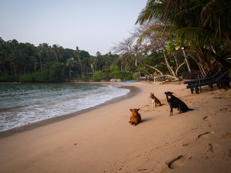 hiriketiya-beach-dogs