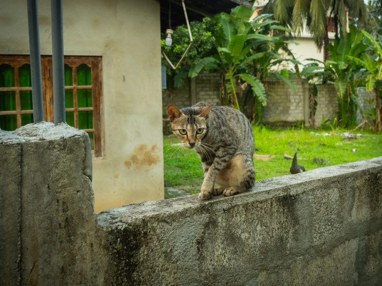 hiriketiya-cat