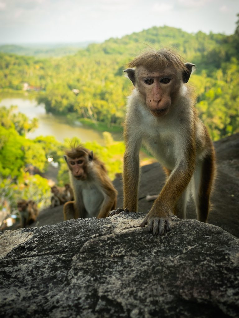 hiriketiya-temple-monkey-view