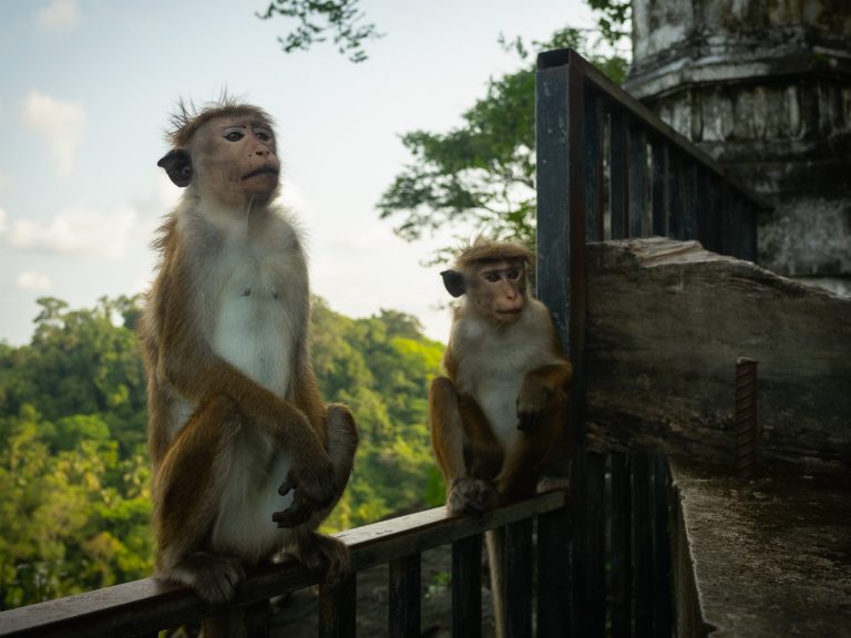 hiriketiya-temple-monkeys