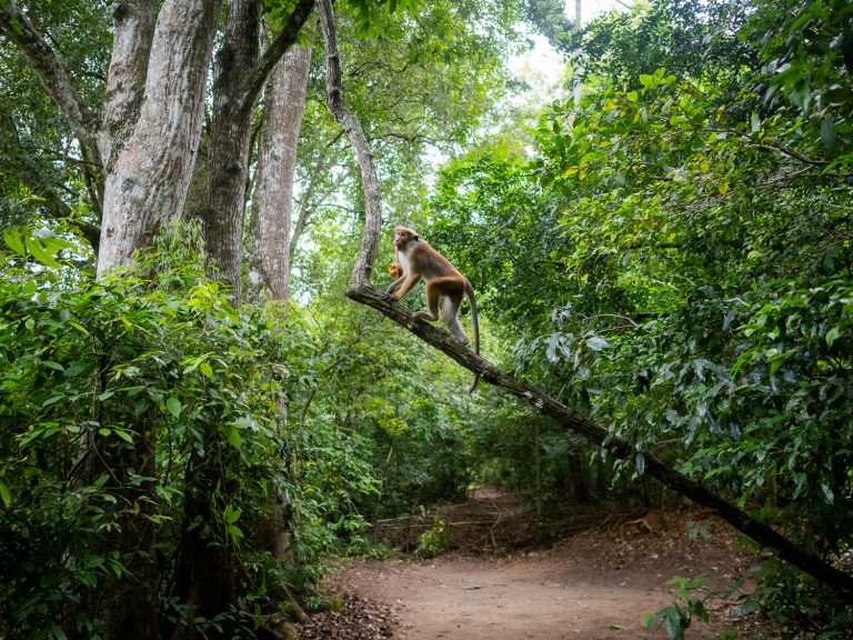kandy-forest