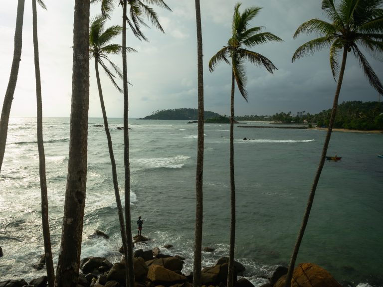 mirissa-palm-trees