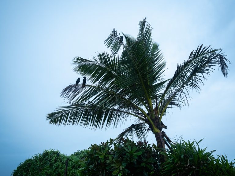 mirissa-parrot-palmtree