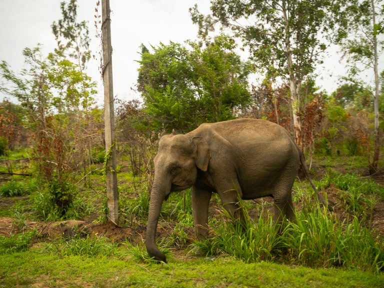 trincomalee-elephant