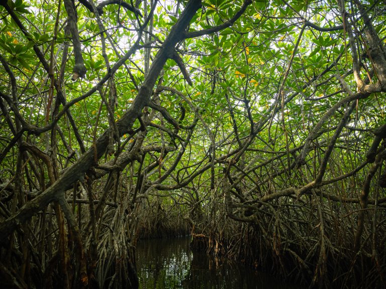 unawatuna-mangroves