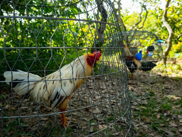 CanTho-fighting-rooster