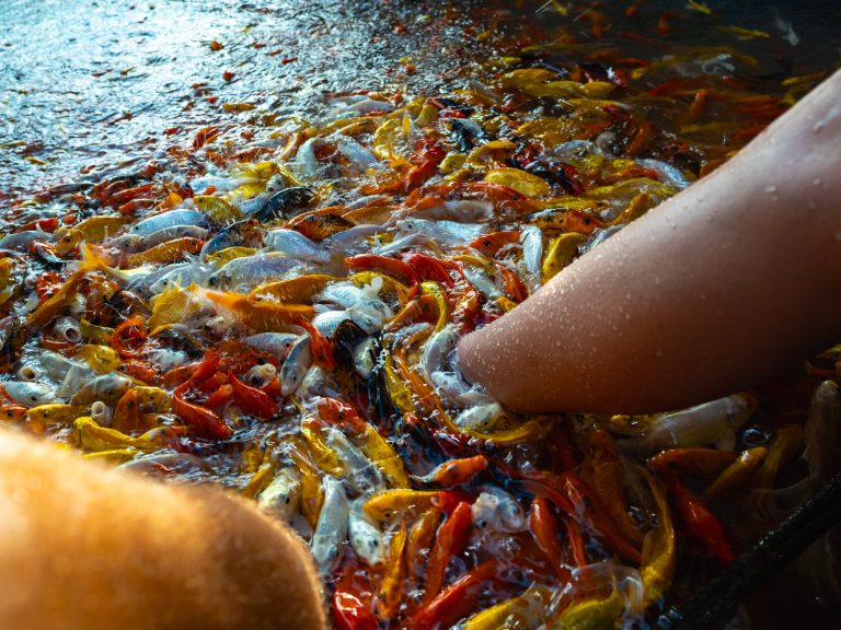 CanTho-fishmassage