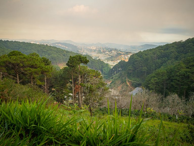 Dalat-coffee-farm-view