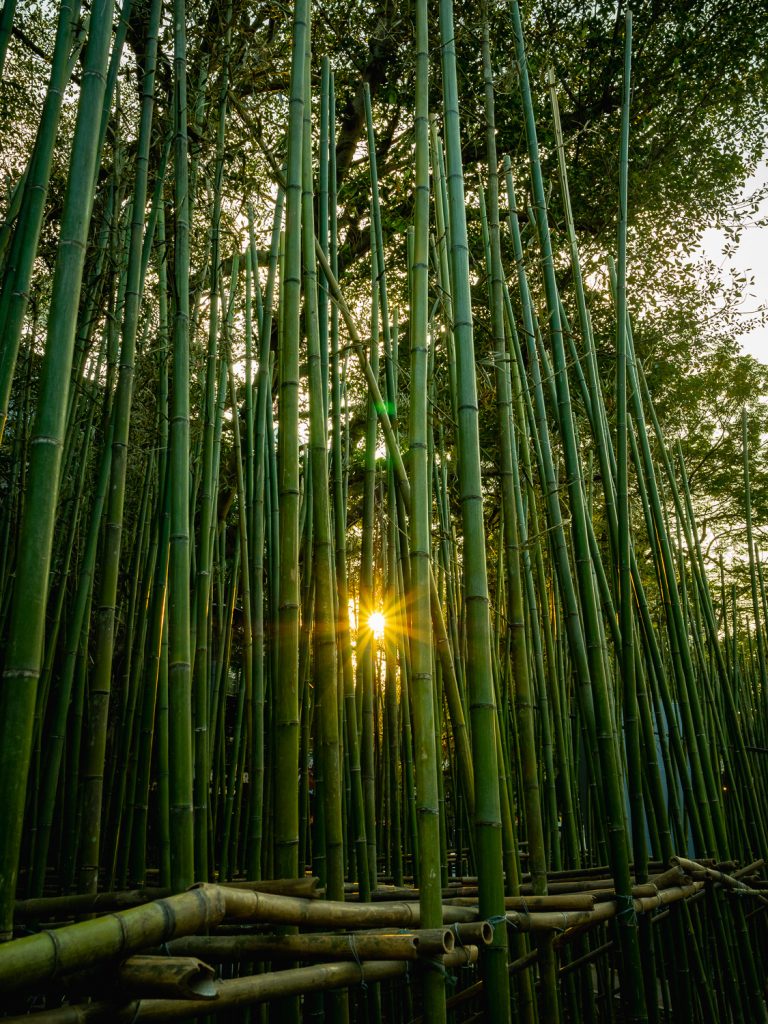 Hanoi-bamboo