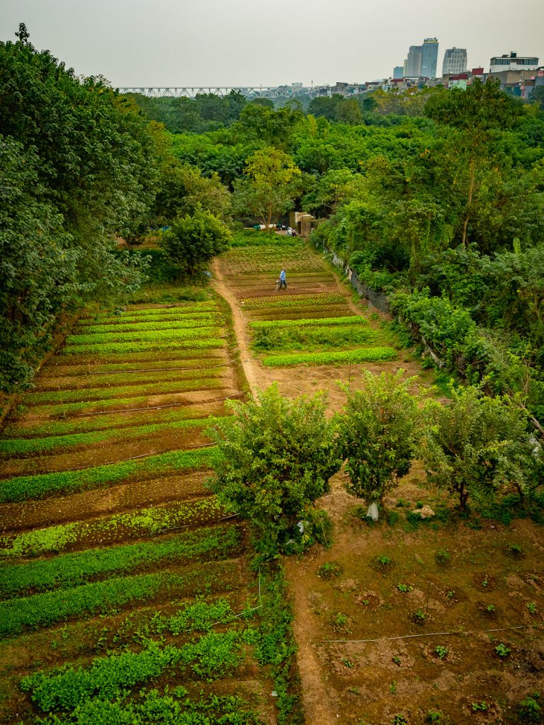 Hanoi-plantations