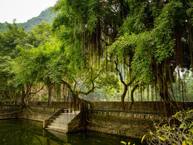 NinhBinh-trees