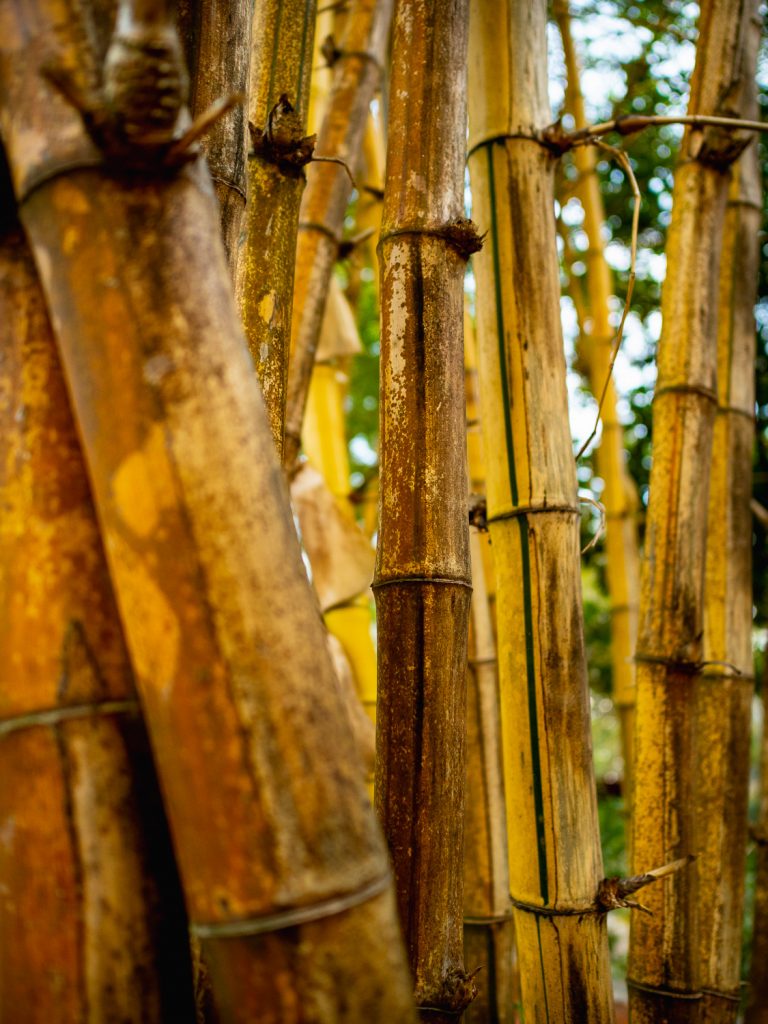 PhuQuoc-bamboo