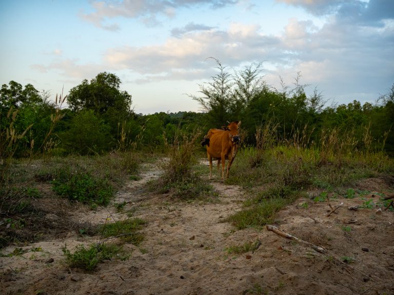 PhuQuoc-cow