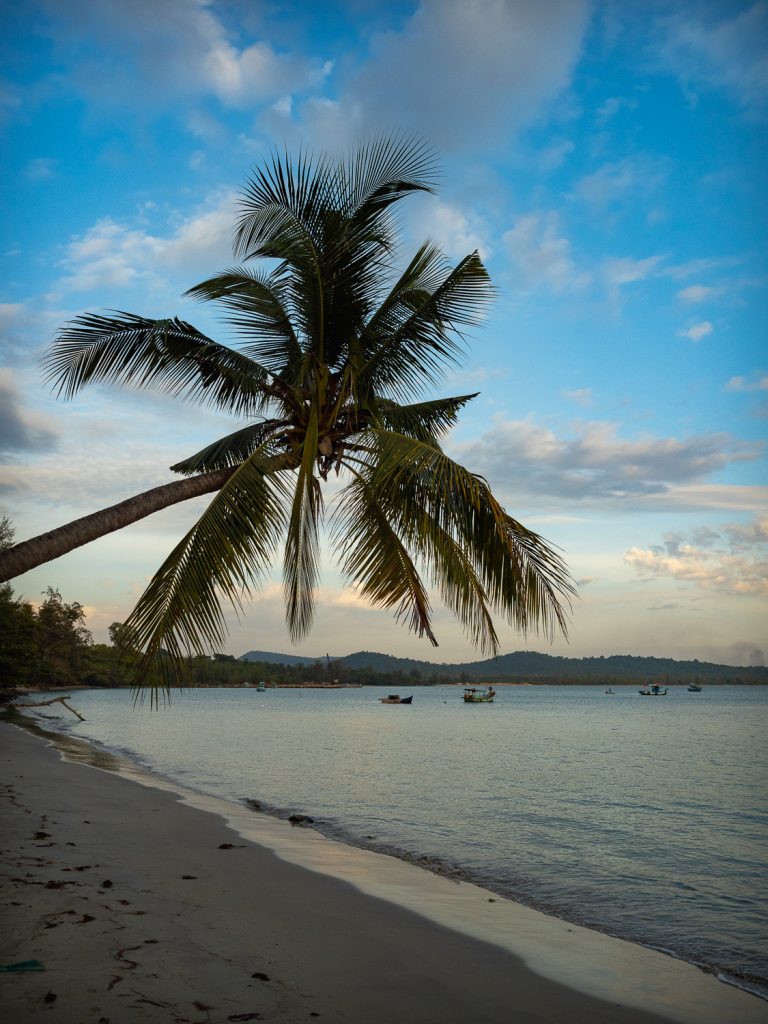 PhuQuoc-palmtree