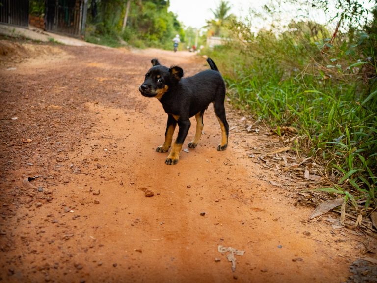 PhuQuoc-puppy-on-the-road