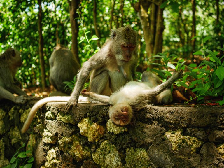 Bali-uluwatu-baby-monkey