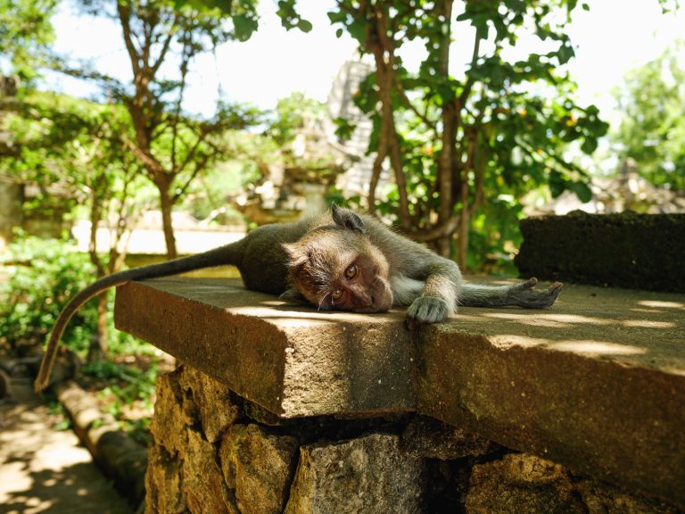 Bali-uluwatu-lazy-monkey
