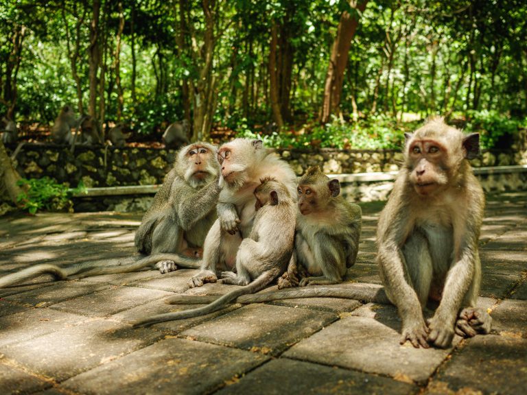 Bali-uluwatu-monkeys