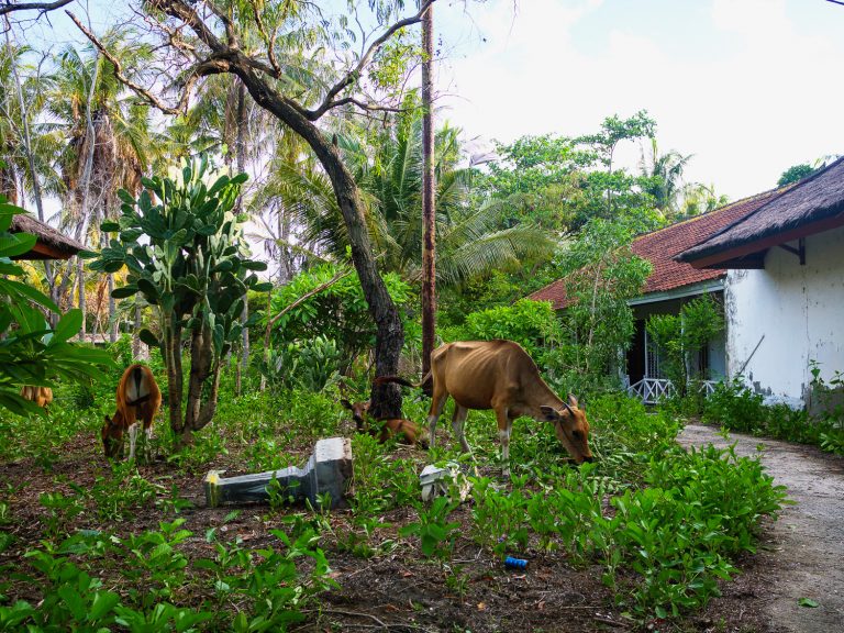 GiliAir-cows