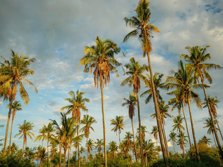 GiliAir-palm-trees