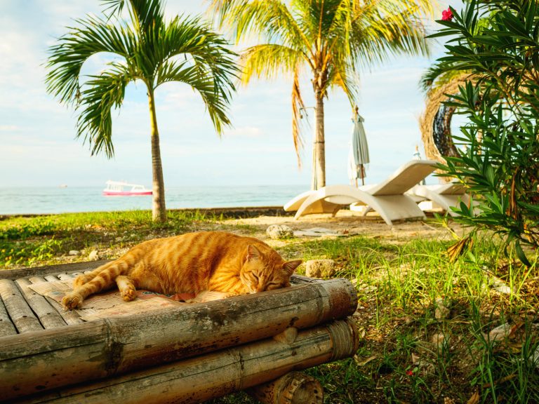 GiliAir-sleeping-cat