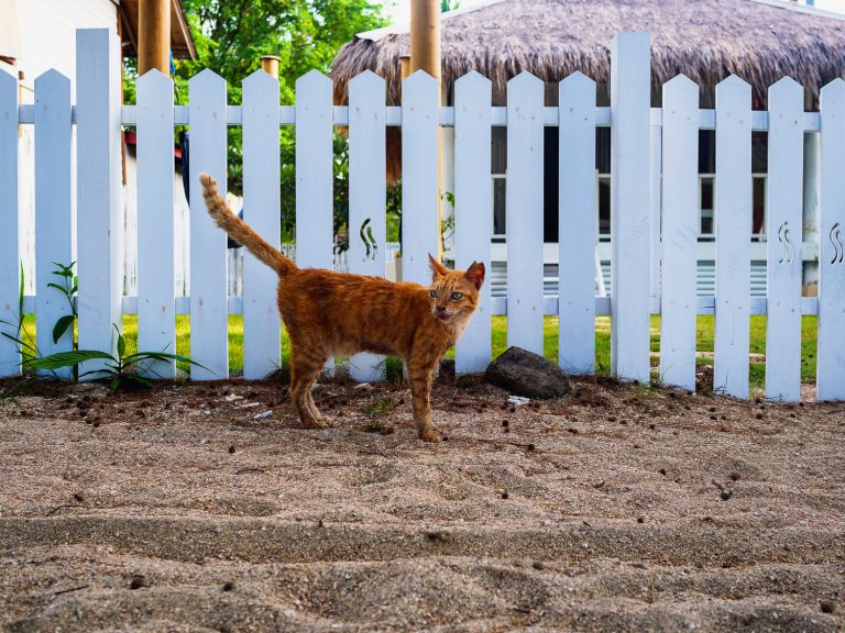 GiliAir-street-cat