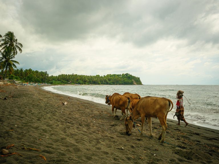 Lombok-cows