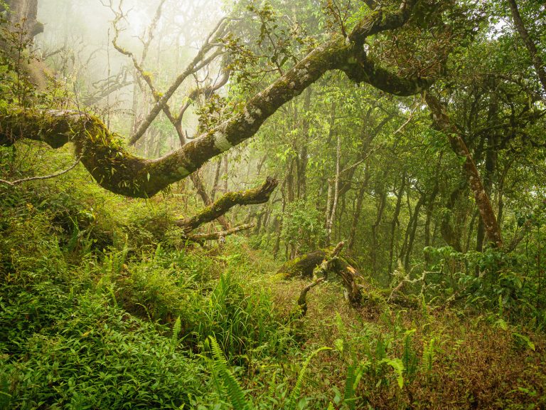Lombok-jungle