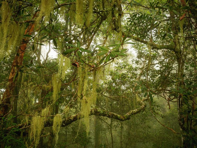 Lombok-jungle-trees
