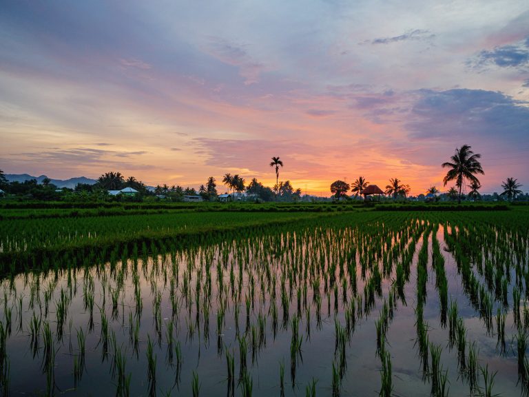 Lombok-rice-fields