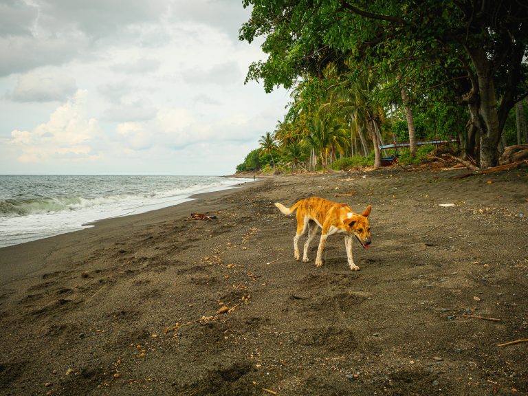 Lombok-street-dog