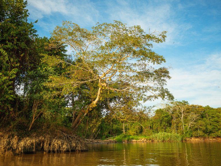 Borneo-Kinabatangan-riverbank
