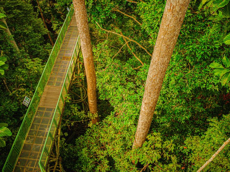 Borneo-jungle-skywalk