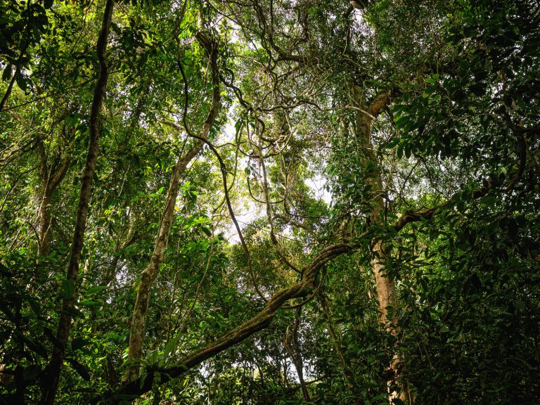 Borneo-jungle-trees