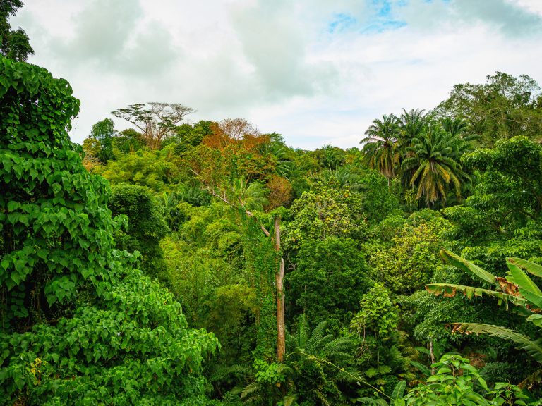 Borneo-jungle-view