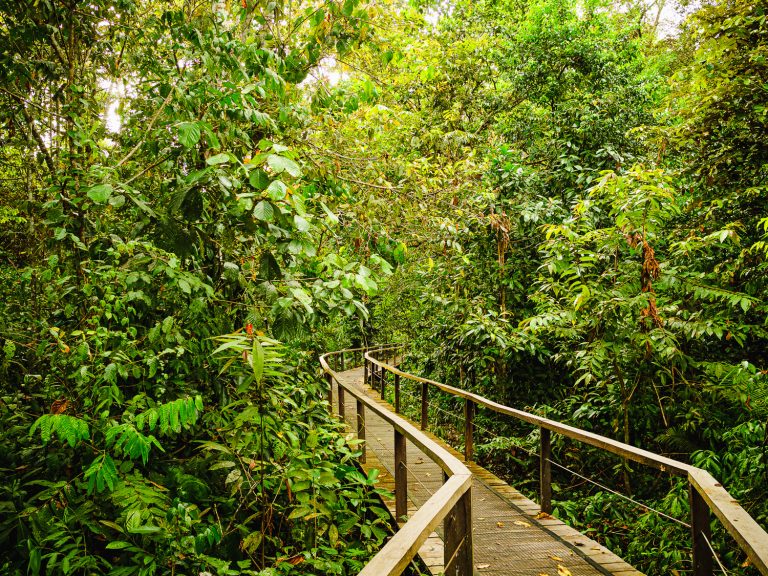 Borneo-jungle-walkway