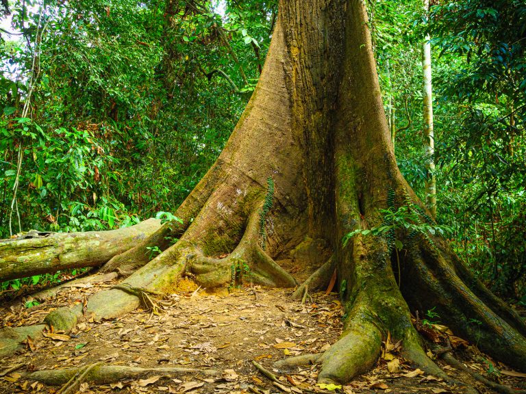 Borneo-mammut-tree-roots