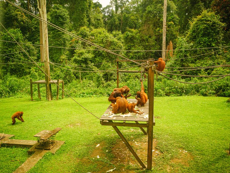 Borneo-orangutan-playground