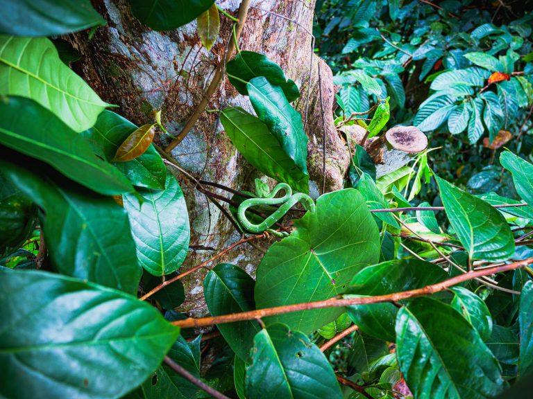 Borneo-pit-viper