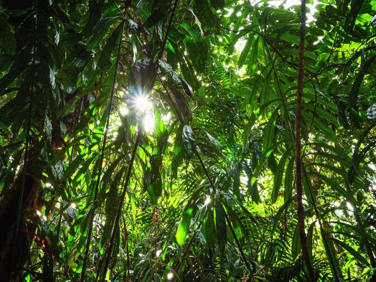 Borneo-rainforest