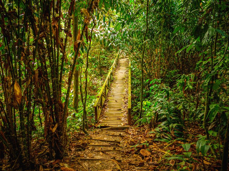 Borneo-sepilok-jungle